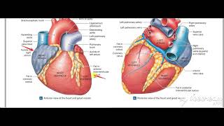 Heart surface anatomy