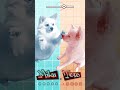 【16歳の飼い主が歌ってみた】PPPP!!!
