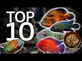 My top 10 american cichlid wish list