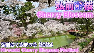 弘前さくらまつり2024 Hirosaki Park Cherry Blossom Festival  4/18満開🌸　2024/04/18