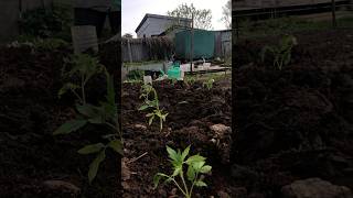 Посадка томатов в открытый грунт #огород #огороднаподоконнике #дача