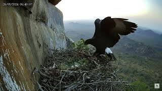 Verreaux's Eagle Nest. A pair of eagles laid two eggs. 🦅26.05.24