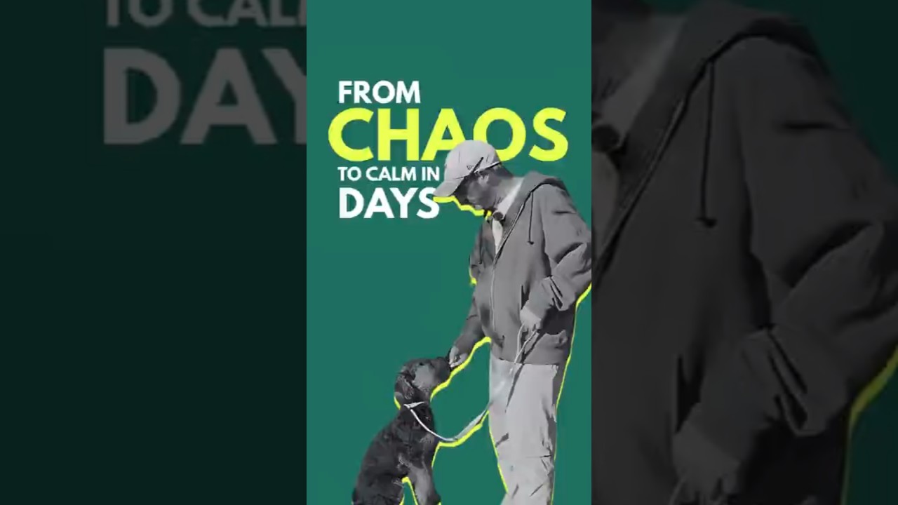 Frank Dog Transformation | Before and After Training