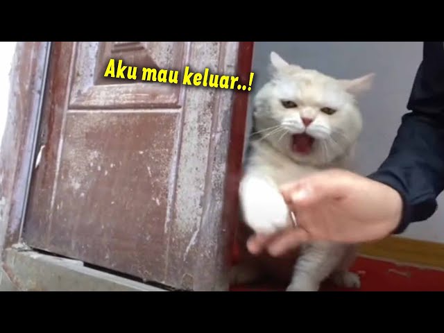 MAKIN MARAH MAKIN GEMESIN.! Reaksi Kucing Marah Ga Boleh Keluar Rumah ~ Video Kucing Lucu Ngakak class=