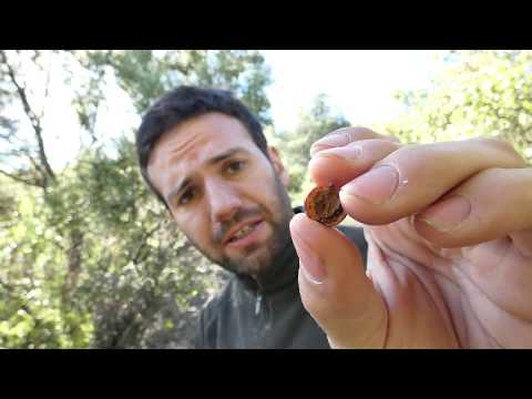 Video: ¿Puedes comer bayas de enebro? Aprende a usar las bayas de enebro