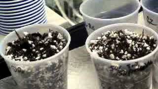 STG #21 ROOTING MIXES, WHAT WORKS QUICK? had to trim vid, to long