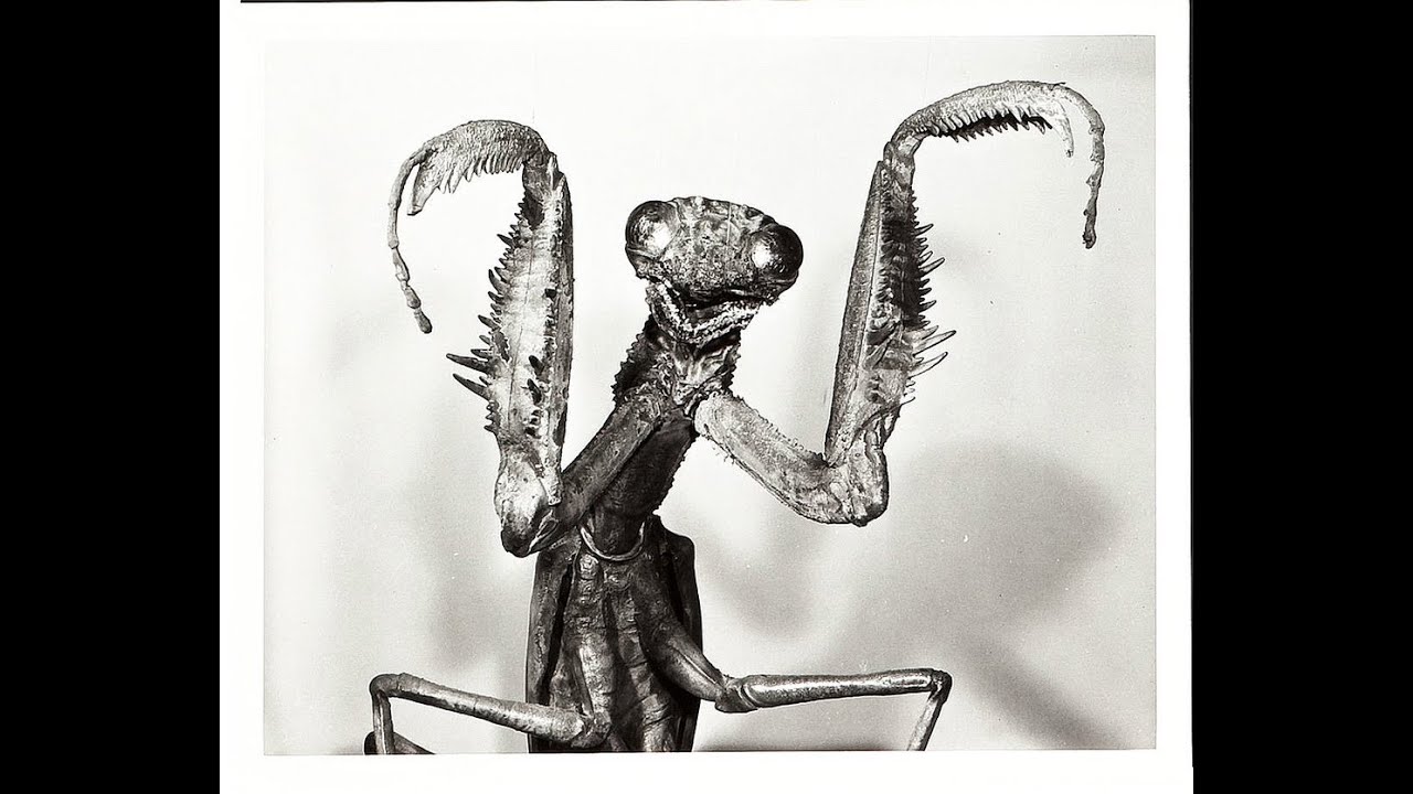 "The Preying Mantis" - The Len Price 3 (2013) auf YouTube ansehen "The Preying Mantis" - The Len Price 3 (2013) auf YouTube ansehen