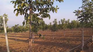 Chandler Walnut Tree 2 Georgia, Vazisubani 19.10.2019