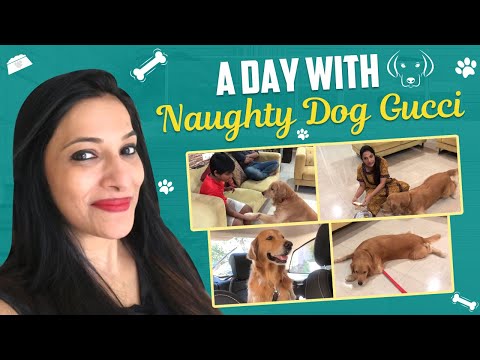 A Day with my Friends Naughty Dog Gucci | Pet Atrocities | Vlog with my Pet
