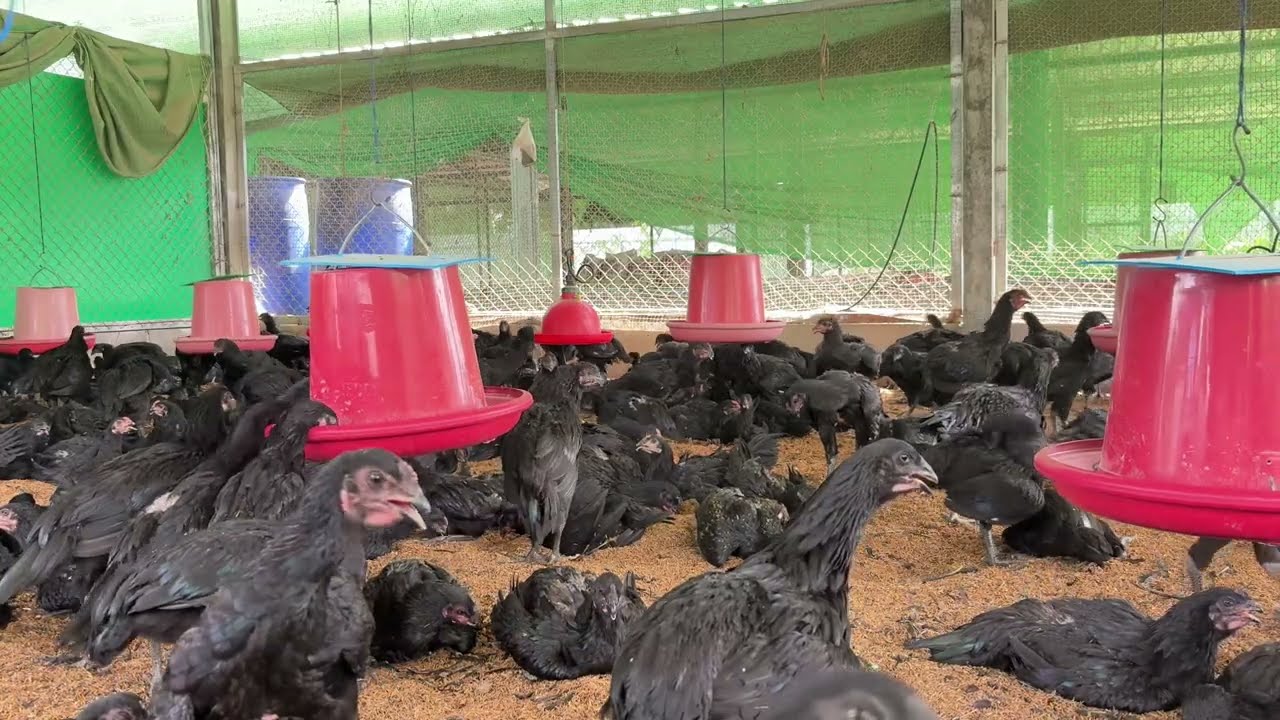 ไก่ประดู่หางดำ มข 55 : #พิชญ์ชานนฟาร์ม