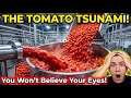 Inside a Mega USA Tomato Paste Factory: How Millions of Tomatoes Become Pure Paste at Massive Scale!