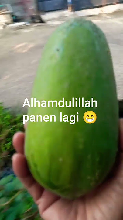 alhamdulillah#berkebun di#pekaranganrumah #pepayacalifornia #dulsumbang