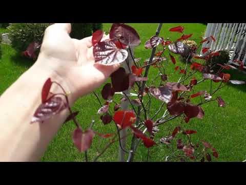 Видео: Выращивание рожкового дерева в саду - Информация и уход за рожковым деревом