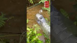 Catching crabs from the lake is easy.#Crab 🦀🦀#fish #Eel