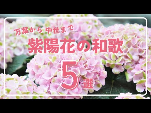 【紫陽花の和歌５選】～『万葉集』から藤原定家まで～