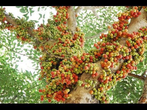 วีดีโอ: ต้นมะเดื่อเป็นสัญลักษณ์ของอะไร?