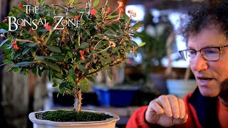 Pruning My Crown of Thorns Bonsai, The Bonsai Zone, Dec 2020