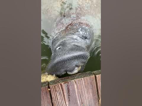 UPDATED: How long do Manatees live? Wow, comment below👇 - YouTube