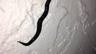 New Guinea flatworm video 3
