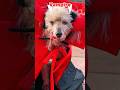 Vamping it up 🥀 #poppythepoodle1 #doghalloweencostume #dogcostume