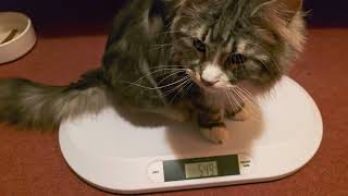 Trying to weight my cats