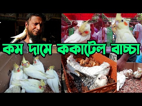 ভিডিও: কোন পাখি টিসেল পছন্দ করে?