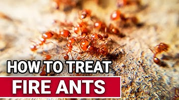 How To Treat Fire Ants - Ace Hardware