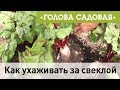 Голова садовая - Как ухаживать за свеклой