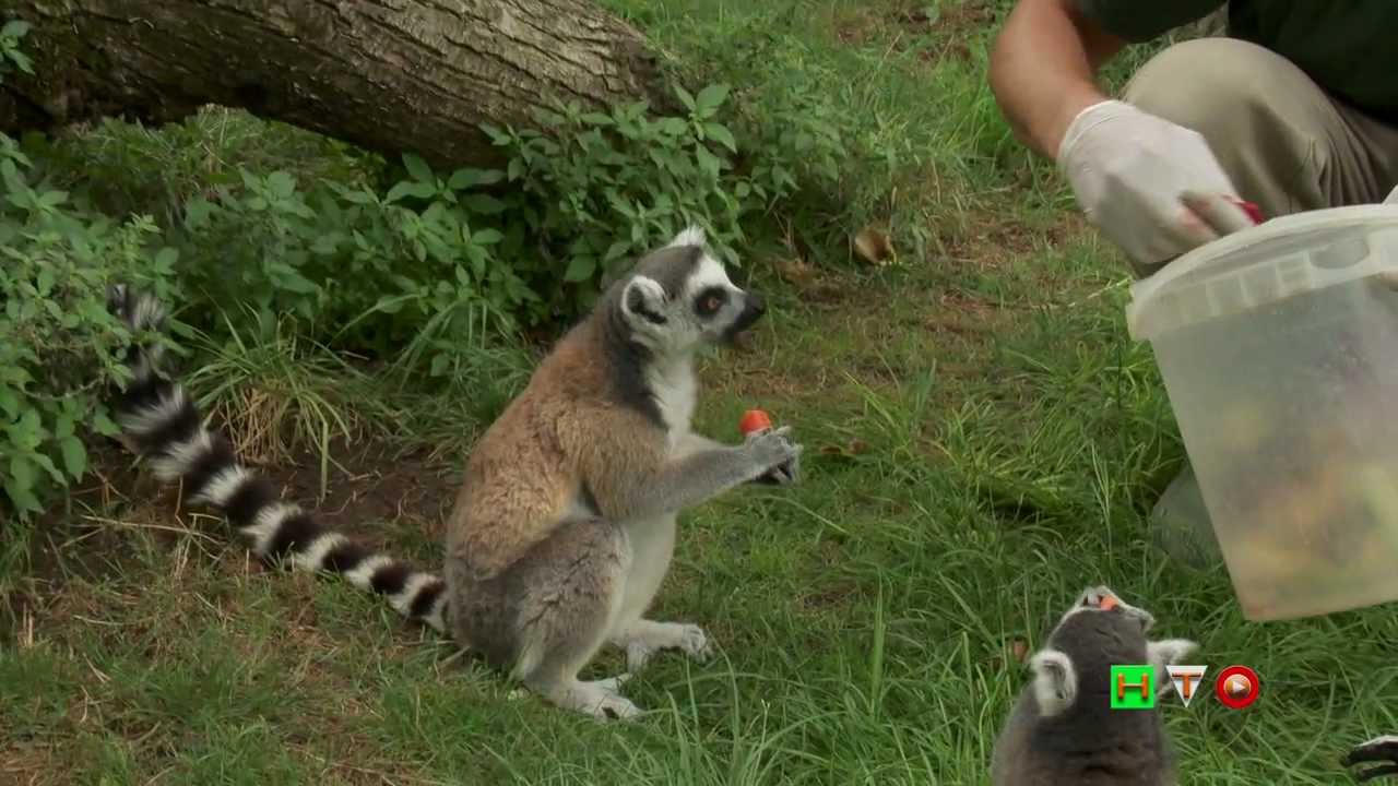 Bioparco di Roma -  Dieta Animali Canicola -  www HTO tv