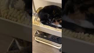 #cat #kitty #kitten #funnycats @aunt_granny #cat #kitty #kitten #funnycats @aunt_granny
