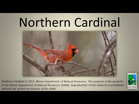 Northern Cardinal (CC Available) 
