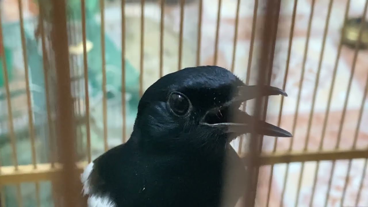 Thuần chim chích choè than tháng 10, 2025 Tập 4. Thuần nốt em than giữ