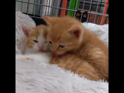 Маленькие милые котята играются. Это очень мило. Красиво, но не очень.
