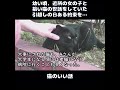 【猫のいい話】幼い頃、近所の女の子と拾い猫の世話をしていた。引越しの日ある約束をした…#ねこぬこにゃんこ #猫の話 #ほのぼの #猫