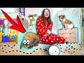 ПИТОМЦЫ ИГРАЮТ в Безумный Мяч - Кролик и Собака | Elli Di Pets