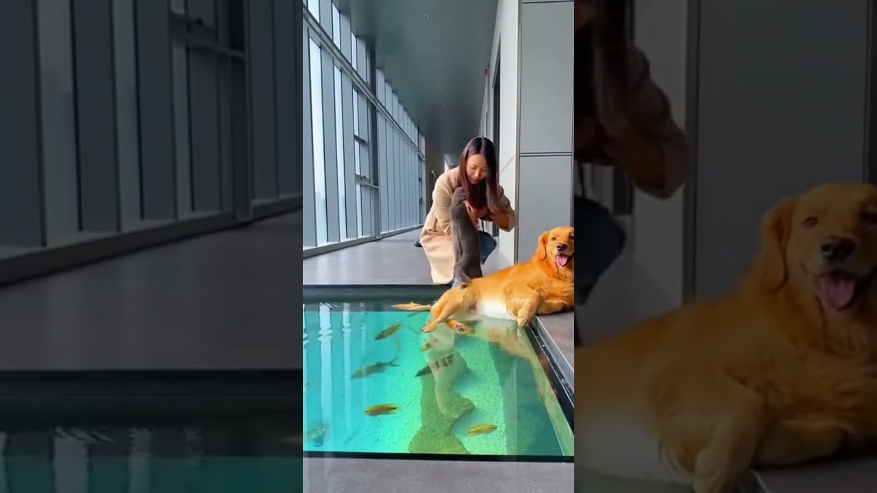 😂🐾🐟6767 IQ Cat vs Dog… Who wins the ultimate pet showdown 