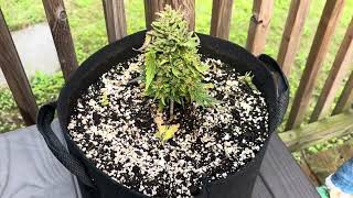 Hilarious harvest of tiny cannabis plants I grew lmfao 🤣 watch this! Bud rot mold foxtail larfy