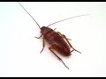Pest Control Contractors - Exterminators