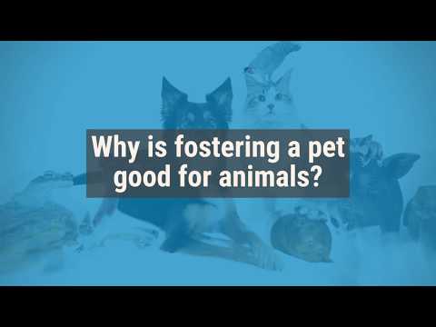 Video: Handa Ka Na Bang Pangalagaan Ang Mga Foster Animals?