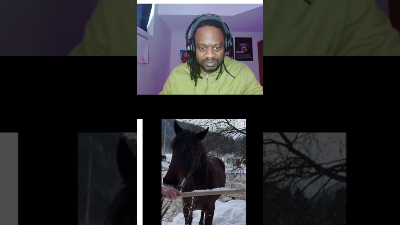 Horse is High on snow very 