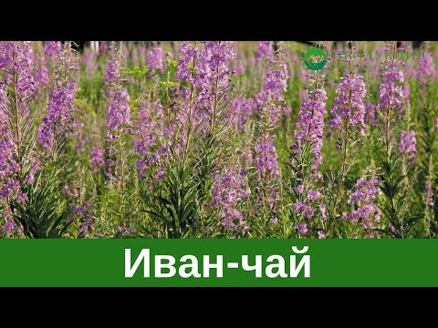 🎬Иван-чай🌾.  Утерянные традиции🧉.