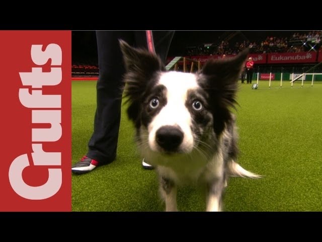 crufts agility funny