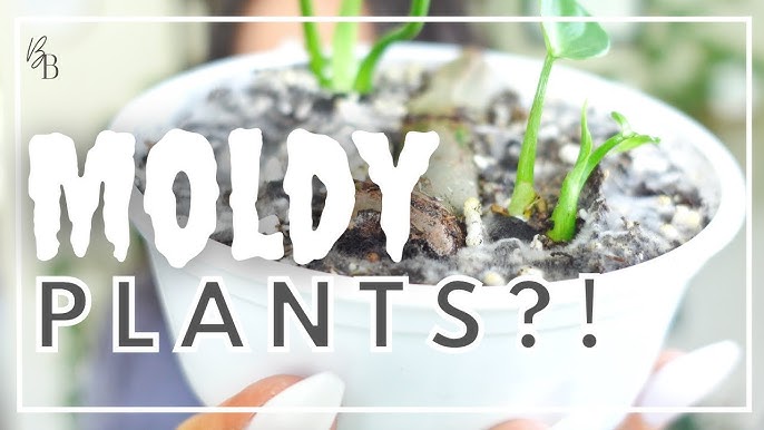 The easy way to get rid of Fungus Gnats on indoor plants (once and for –  lovethatleaf