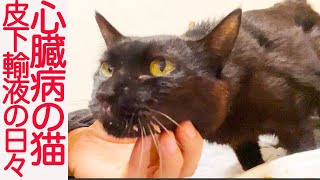 心臓病の黒猫、珍獣と皮下輸液をがんばる The medical treatment of the cat with heart disease