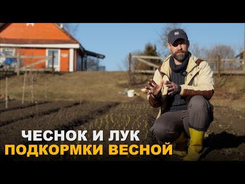 Чеснок будет размером с кулак.