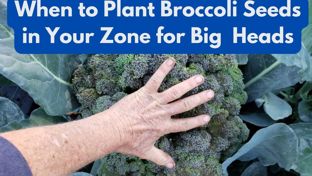 Когда лучше всего сажать семена брокколи в вашем климатическом поясе, чтобы получить крупные и кр...