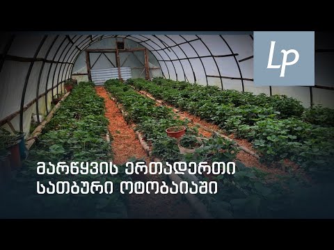 მარწყვის ერთადერთი სათბური ოტობაიაში