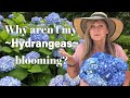Hydrangeas care tips | Why Aren't My Hydrangeas Blooming? | Hydrangea