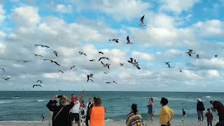 Seagulls against the wind. Miami Beach