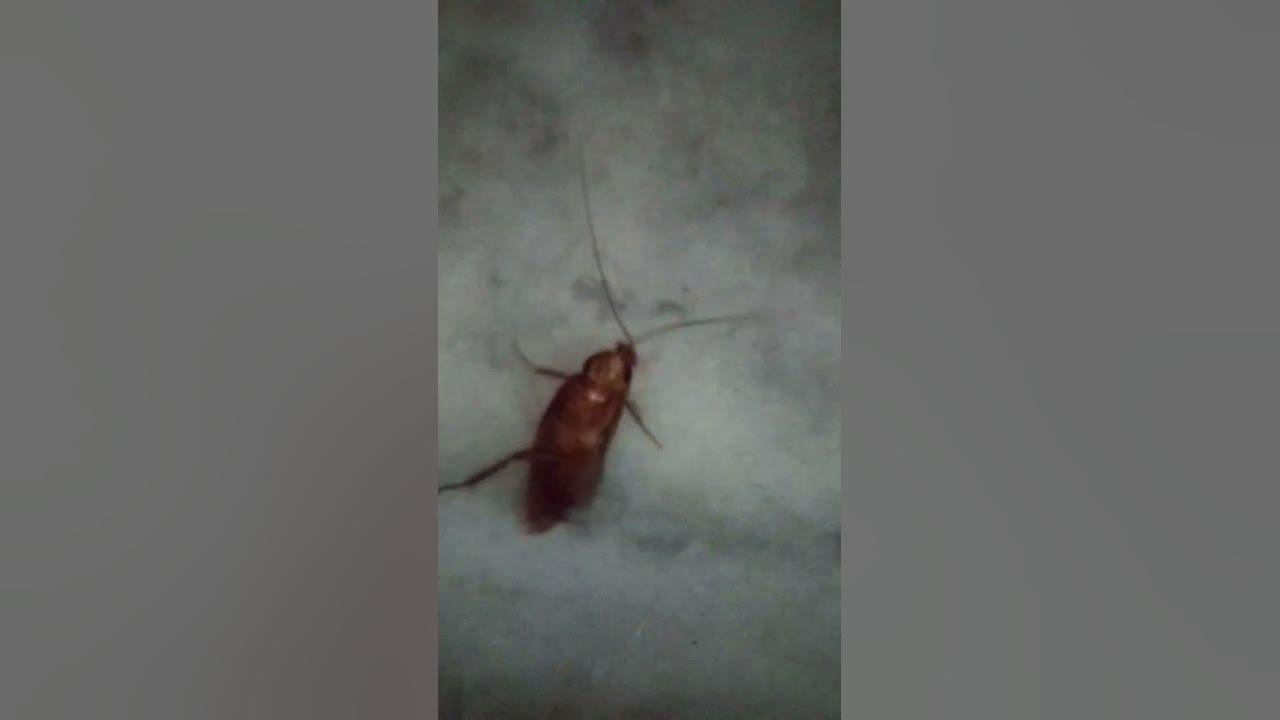 how-many-days-cockroach-can-live-without-food-water-youtube